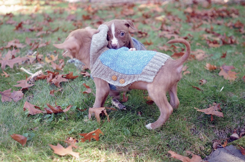 Franny and Ollie play outside in the leaves.