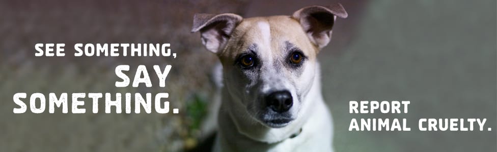 Take action you can help prevent animal cruelty