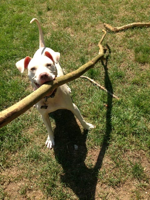 Oliver twist with stick in new home