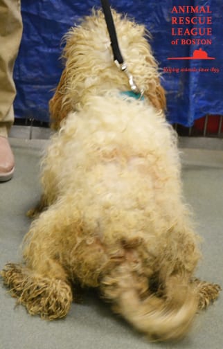 03-6 Lynnfield Rescue Dog Back