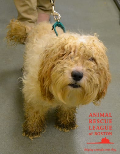 03-6 Lynnfield Rescue Dog Front