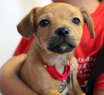 arl dogs back to school isn t just for enroll your arl dogs back to school isn t just for enroll your