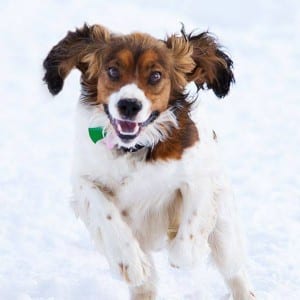 winter pet safety tips