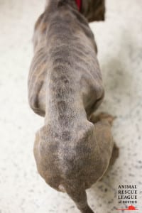 http://bit.ly/HelpStitch
