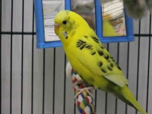 adopt a bird month pipsqueak