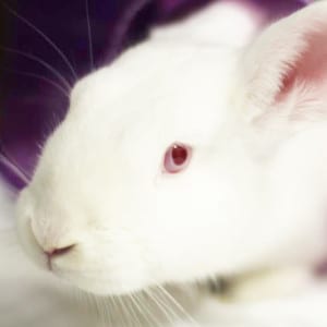 adopt a rabbit