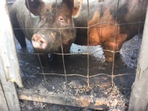 ARL's director of law enforcement, Lt. Alan Borgal, was called in to help remove animals from a Rochester farm on Tuesday. The farm owner was arrested and arraigned on 21 counts of cruelty to animals.
