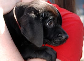 Animal Rescue