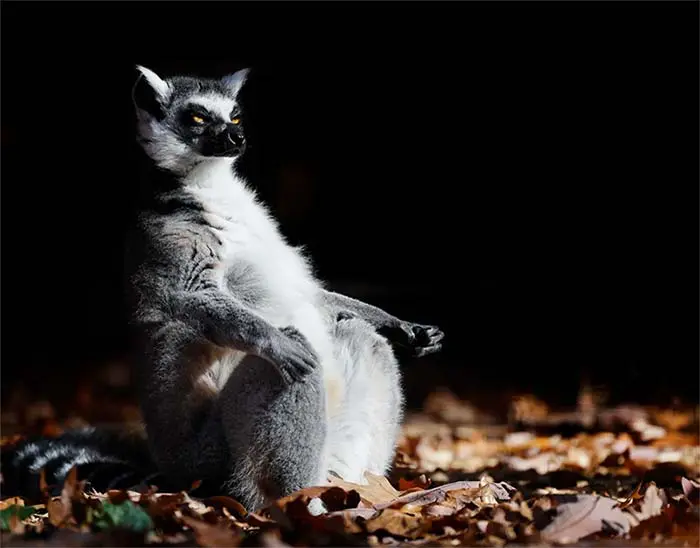 A lemur sitting on leaves