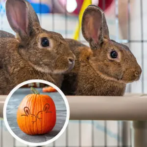 Two brown bunnies lying next to each other. A small photo shows a carved pumpkin.