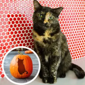 A cat sitting. A small photo of a carved pumpkin.
