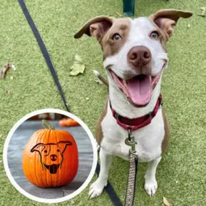 dog sitting outside, smiling. A smaller photo is shown to the left of a carved pumpkin.