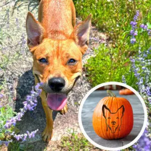 A brown dog outside looking up, smiling. A smaller photo of a carved pumpkin.