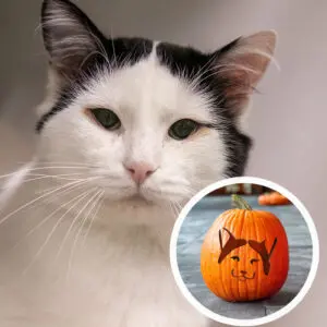 A black and white cat. A smaller photo is shown to the right of a carved pumpkin.