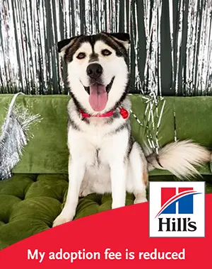 An Alaskan Malamute sitting on a green couch