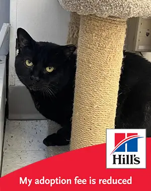 a black cat behind a cat tree