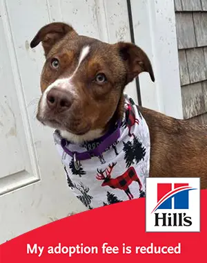 A brown and white dog, outside, wearing a bandana.