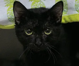 a close-up of a black cat