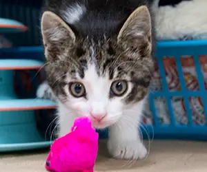 A small tabby kitten with a pink cat toy