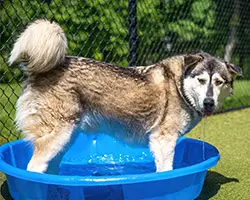 A husky standing in a small blue pool, outside