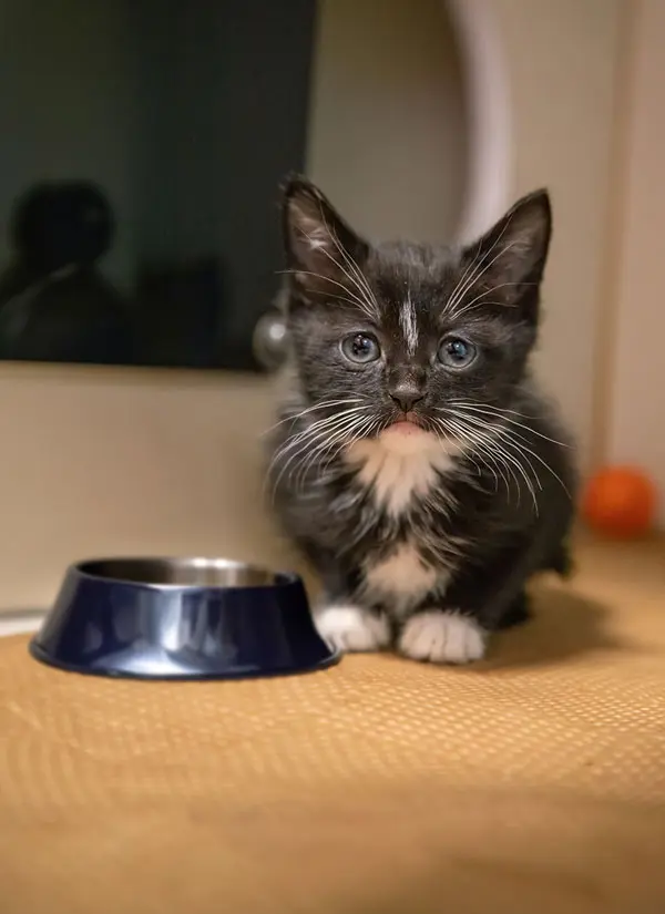 a black and white kitten sitting next to an empty food bowl