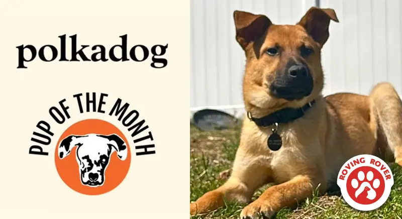 Polkadog graphic for pup of the month. A photo of a tan mixed breed dog