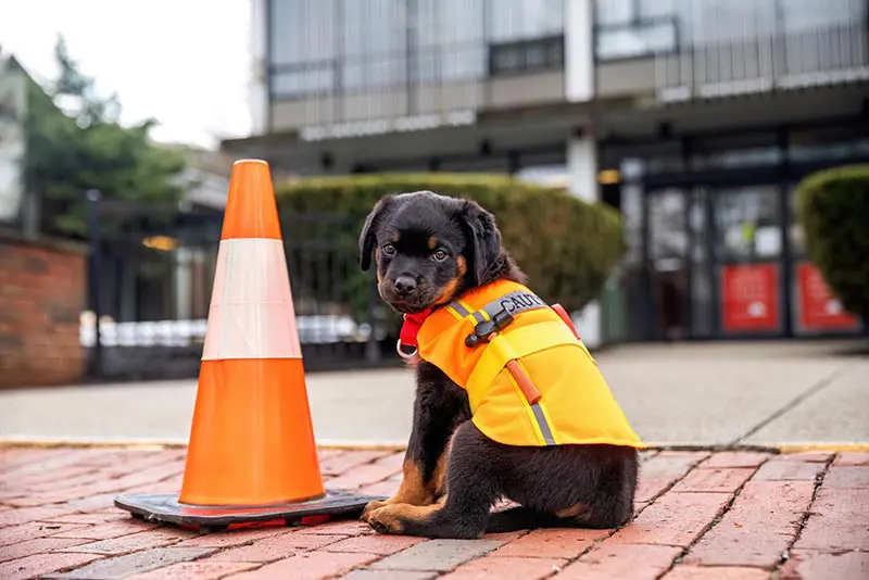Puppy sitting outside wearing a construction vest, next to a construction cone