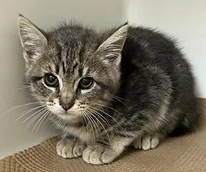 charlestown kitten blog thumb