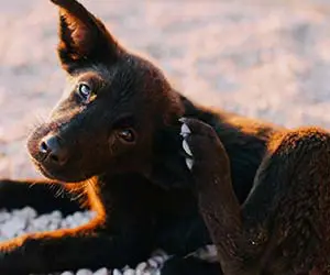 Small puppy outside scratching its ears