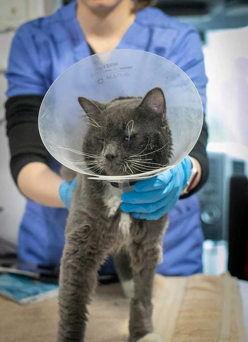 A gray cat wearing a veterinary cone is being held by a veterinarian.