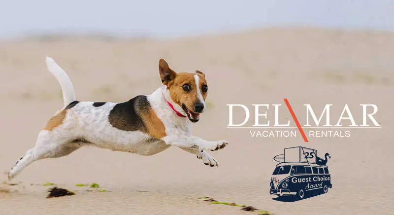 A small mixed breed dog running on a beach. DEL MAR vacation rentals logo is shown on the right.