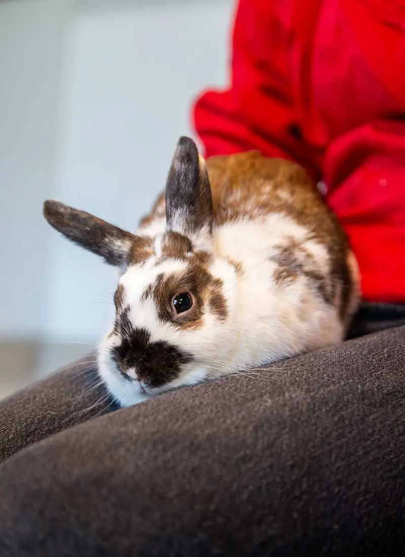 A tricolored bunny sitting on someone's lap