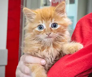 kitten rescue blog thumb