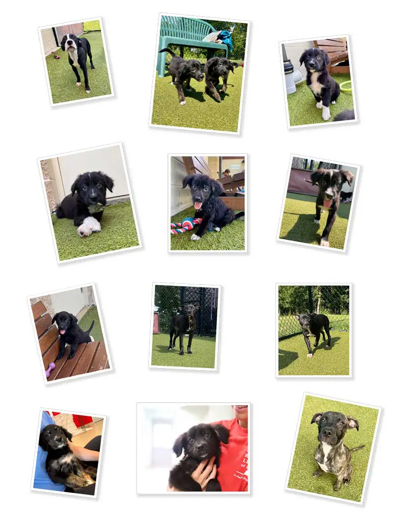 A collage of multiple photos featuring different puppies