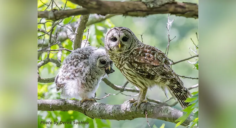 Two owls sitting on a tree branch.
