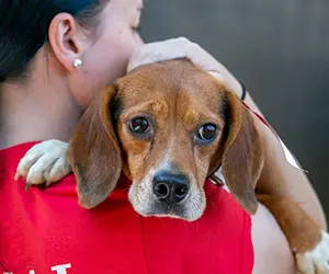 a person in a red t-shirt holding a beagle dog