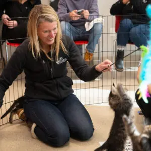 A person kneeling with two kittens, playing with one with a cat wand toy