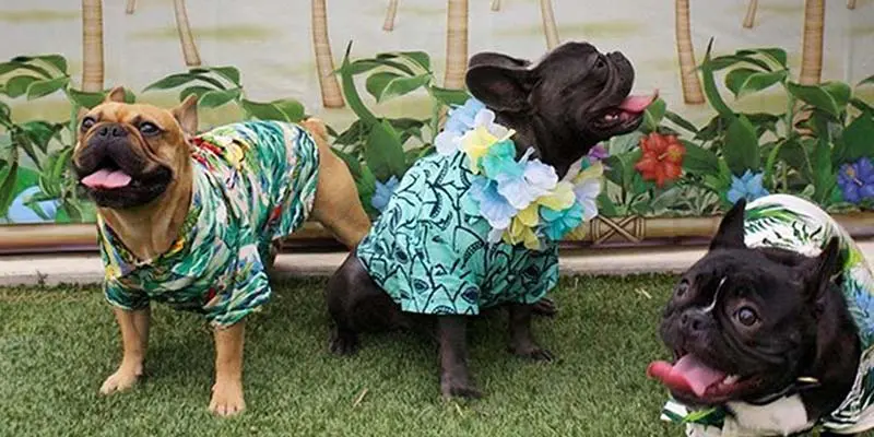 Three small dogs outside in Hawaiian shirts.