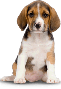 Animal Rescue League Boston Adoptable Dogs Animal Rescue League Boston Adoptable Dogs