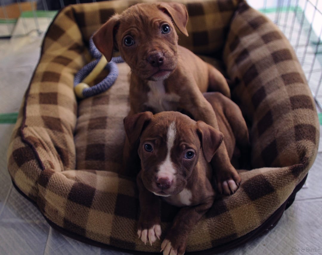 UPDATE Middleboro Puppies Getting Stronger in Foster Care Animal