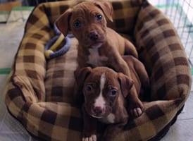 10-18 Middleboro Puppies Update_thumb