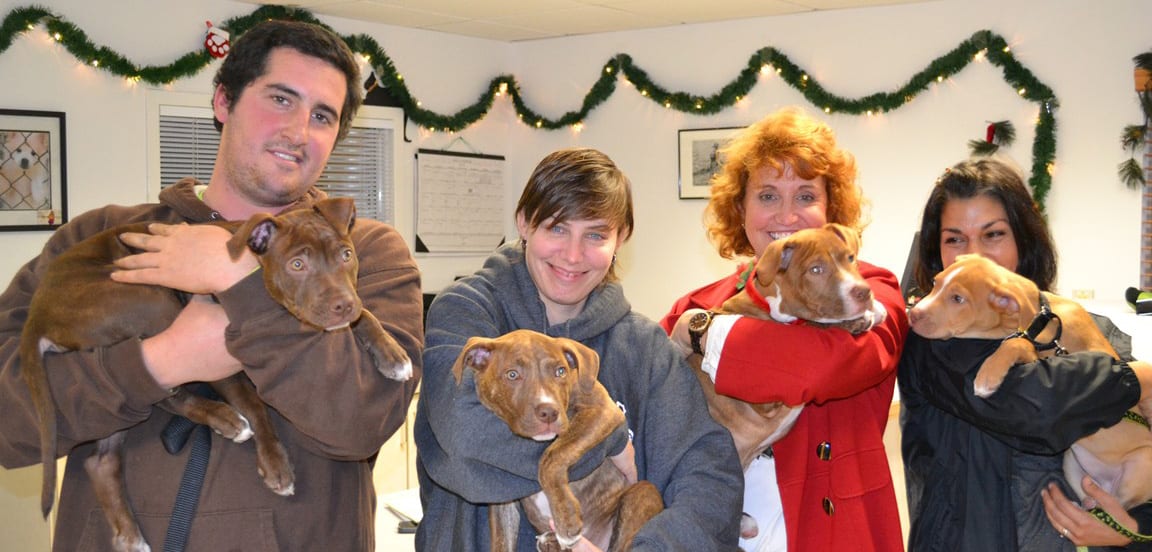 Middleboro Puppies are Home for the Holidays Animal Rescue League of