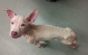 This is what poor little Oliver Twist looked like when our Senior Rescue Technician, Danielle, first brought him in.