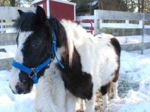 Ross, available for adoption!