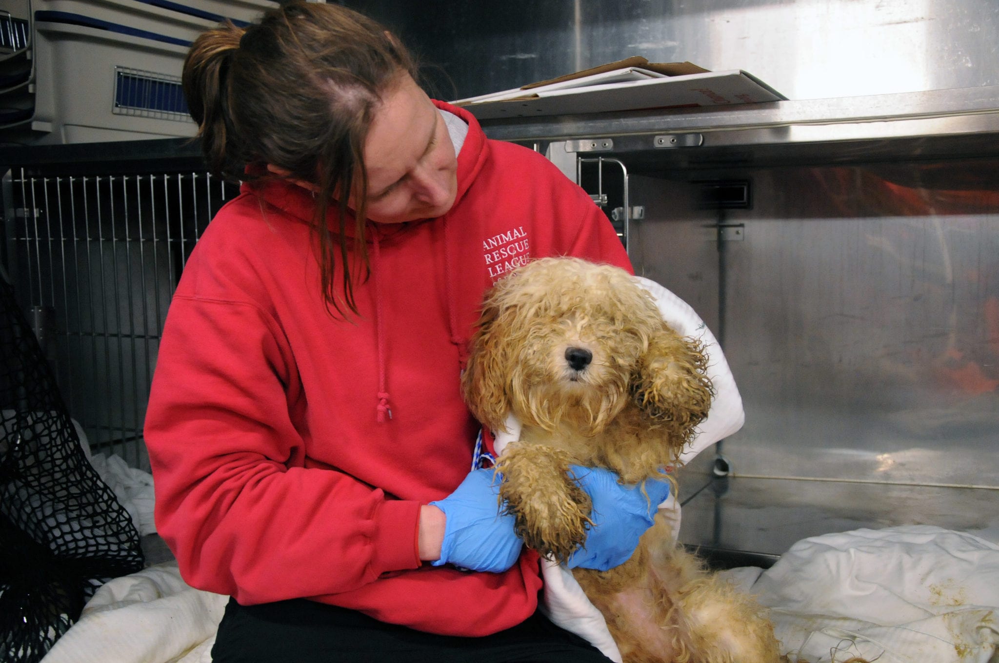 arl dogs 199 animals removed from lynnfield home animal rescue league of boston arl dogs 199 animals removed from lynnfield home animal rescue league of boston