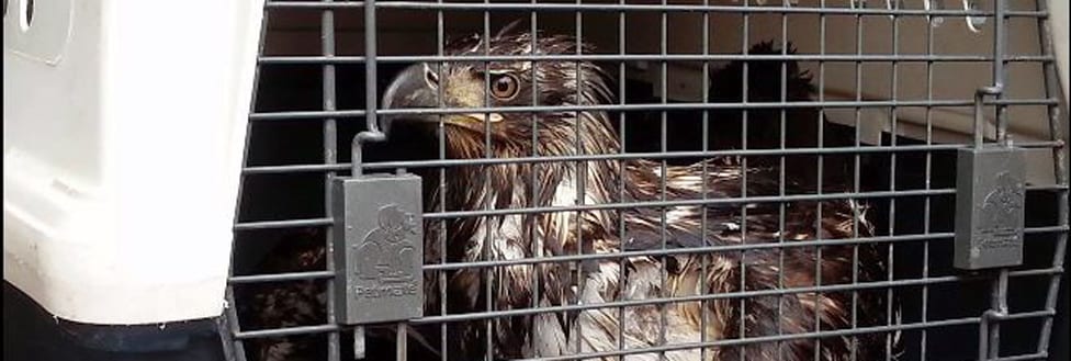 Hawk inside a pet carrier