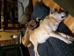 Rugby snuggling with his new brother.