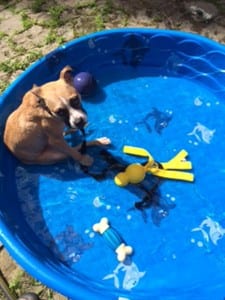 On his second day in his new home, Rugby got a pool!