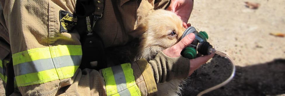 Fire fighter holding a dog while placing an oxygen mask on its snout