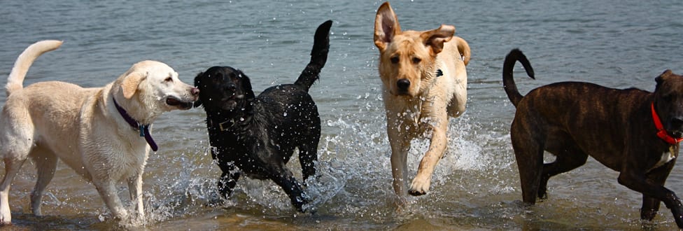 dogs playing in the ocean, running